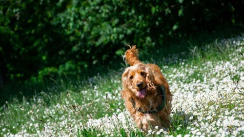 Happy Golden Cocker Spaniel Running Through Daisy Meadow 4K Wallpaper