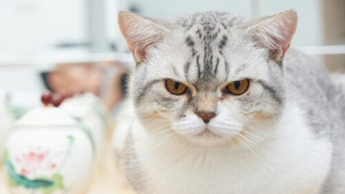 Grumpy British Shorthair Cat Portrait Desktop Wallpaper