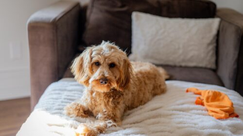 Cute Goldendoodle Dog Resting on Soft Blanket Desktop Wallpaper