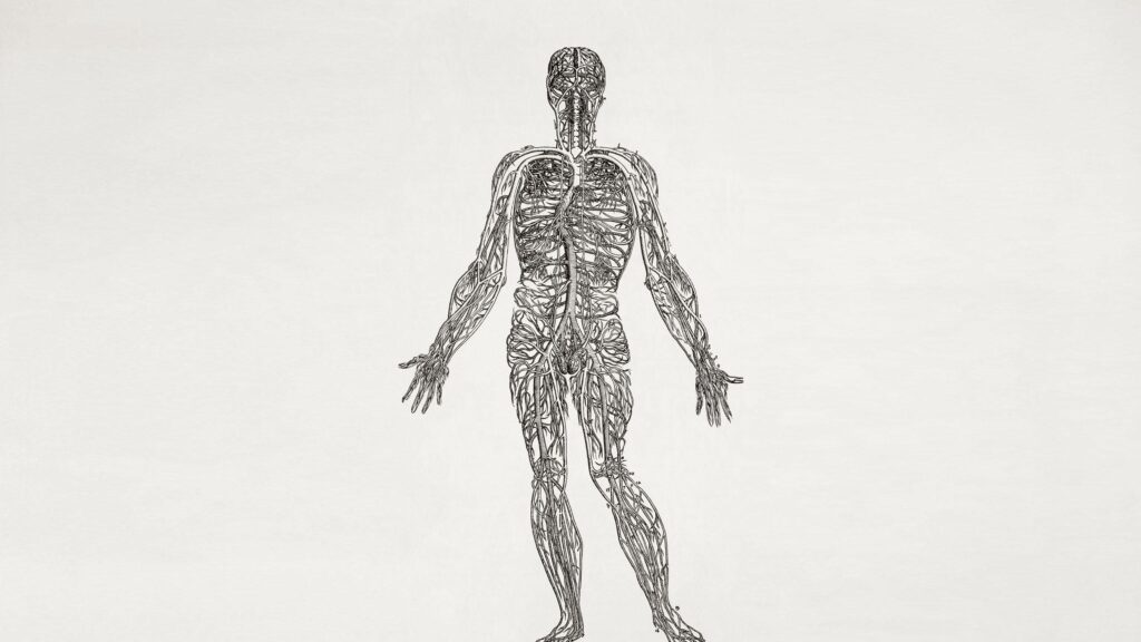 Vintage Human Circulatory System Anatomy Illustration PC Wallpaper
