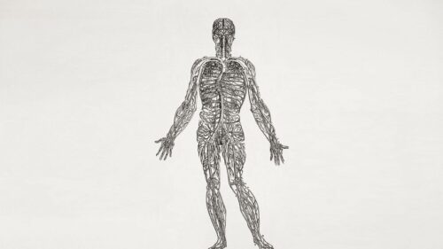 Vintage Human Circulatory System Anatomy Illustration PC Wallpaper