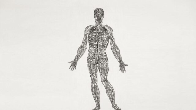 Vintage Human Circulatory System Anatomy Illustration PC Wallpaper