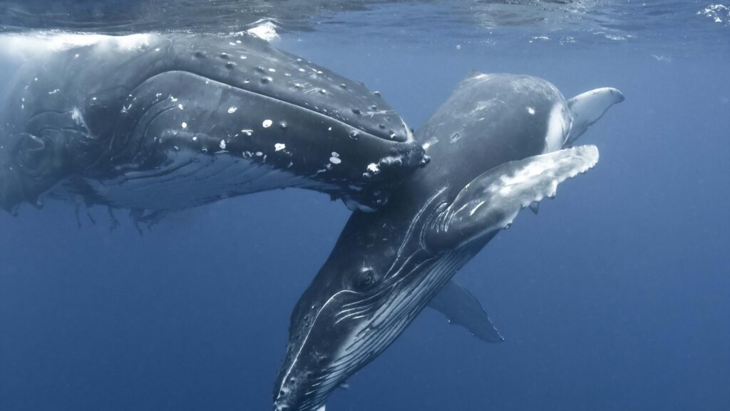 Majestic Humpback Whales Underwater Deep Blue Ocean 4K Wallpaper