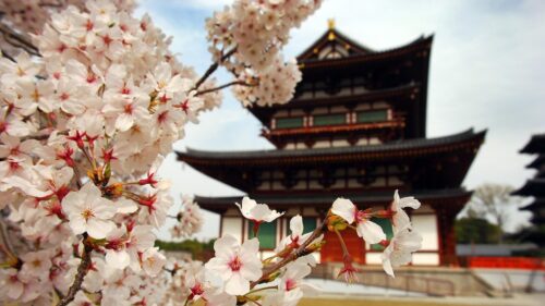 Beautiful Japanese Temple with Cherry Blossoms Spring 4K Wallpaper