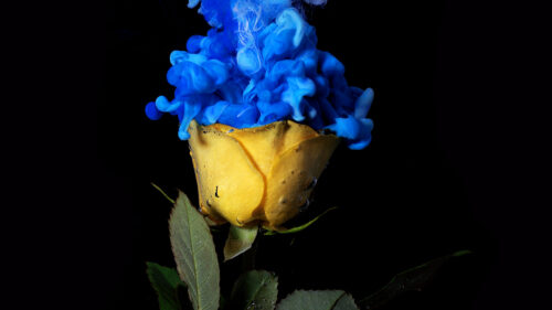 Stunning Yellow Rose with Ethereal Blue Ink Clouds 4K Desktop Wallpaper