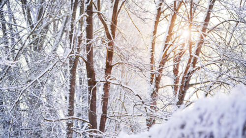 Sunlight Shining Through Snow Covered Forest Winter PC Wallpaper