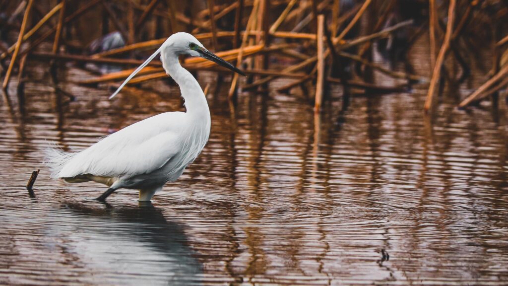 Elegant White Egret Standing in Calm Marshland PC Wallpaper