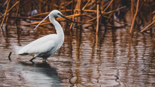 Elegant White Egret Standing in Calm Marshland PC Wallpaper