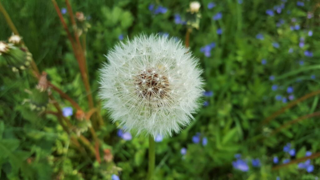Macro Photography of a Delicate White Dandelion Seed Head PC Wallpaper