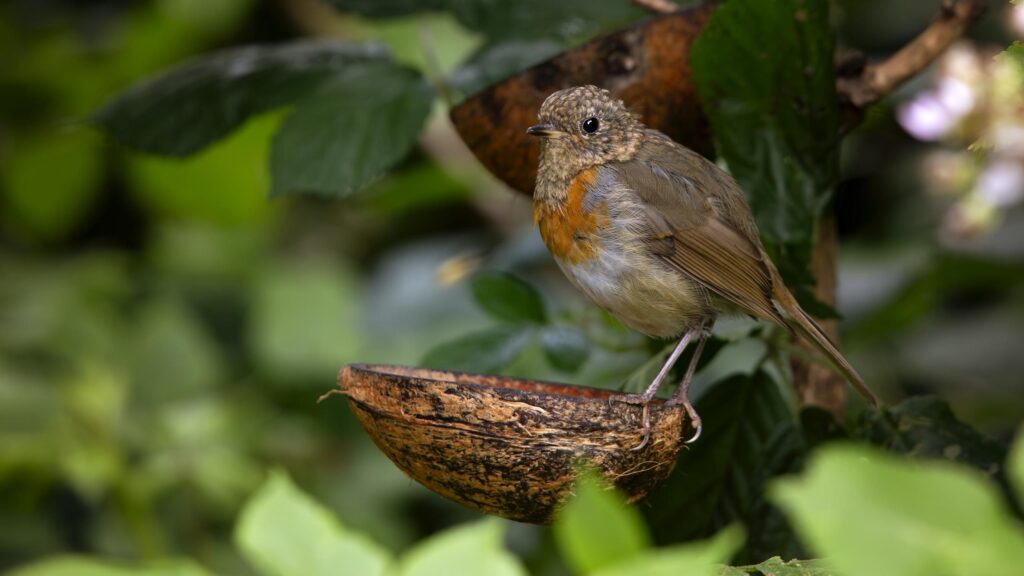Cute European Robin Perched on Coconut Feeder Desktop Wallpaper