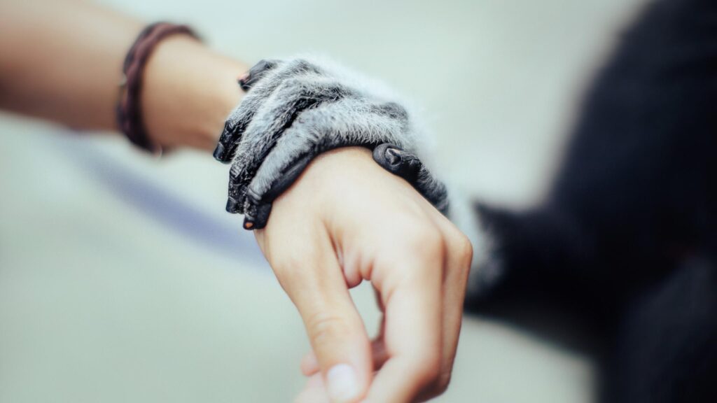 Touching Moment Between Human Hand and Lemur Paw Desktop Wallpaper