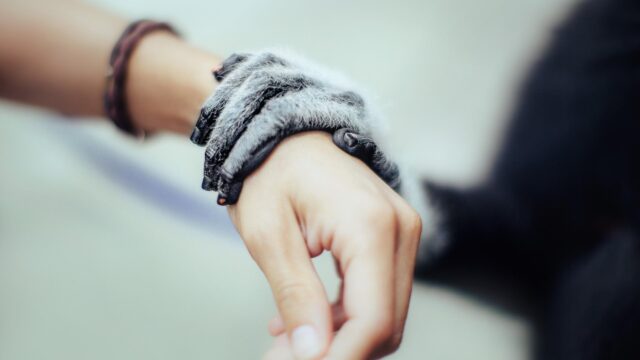 Touching Moment Between Human Hand and Lemur Paw Desktop Wallpaper