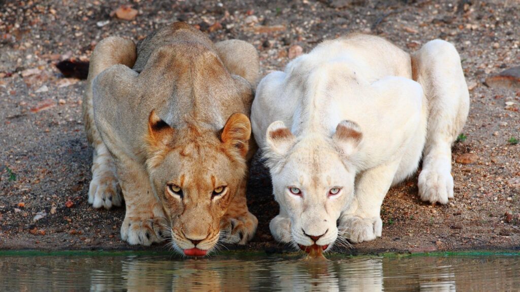 Majestic Lion and Rare White Lioness Drinking Water Desktop Wallpaper