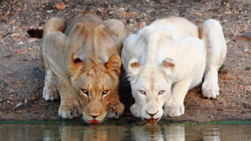 Majestic Lion and Rare White Lioness Drinking Water Desktop Wallpaper