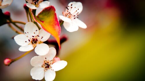 Macro Photography of White Cherry Blossom Flowers Spring Desktop Wallpaper