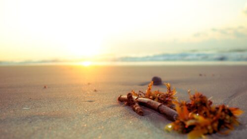 Stunning Beach Sunset with Seaweed on Golden Sand PC Wallpaper