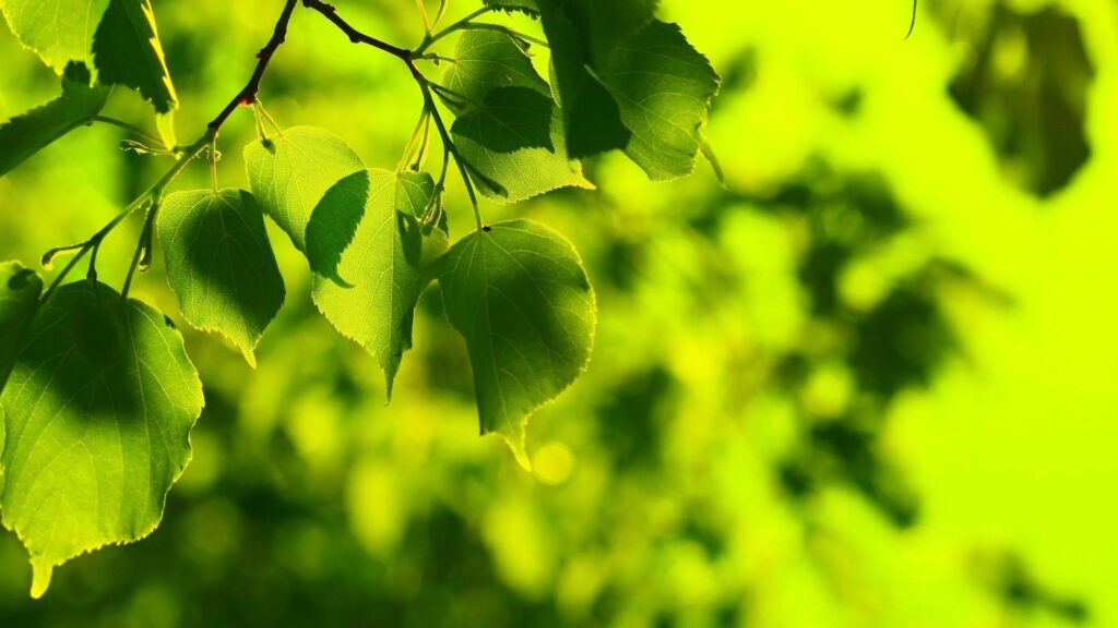 Beautiful Spring Green Leaves Sunlit Nature Desktop Wallpaper