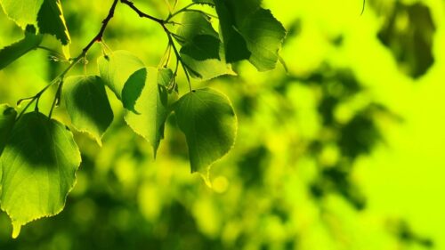 Beautiful Spring Green Leaves Sunlit Nature Desktop Wallpaper
