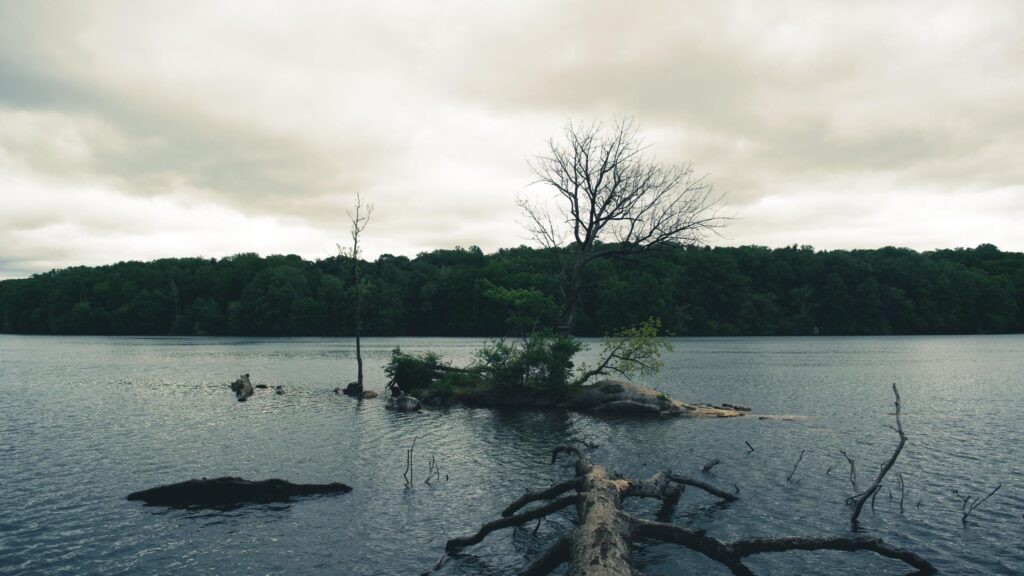 Moody Lake Landscape with Lone Tree and Overcast Sky PC Wallpaper