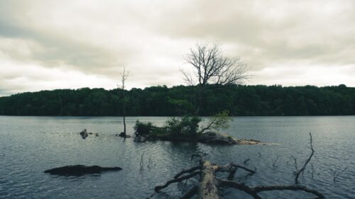Moody Lake Landscape with Lone Tree and Overcast Sky PC Wallpaper