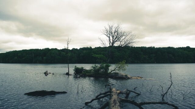 Moody Lake Landscape with Lone Tree and Overcast Sky PC Wallpaper