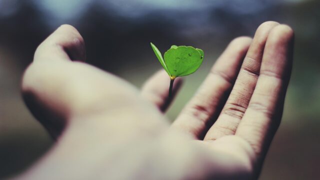 Close up of a Small Green Sprout Growing in Human Hands 4K PC Wallpaper