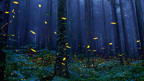 Magical Fireflies Glowing in a Dark Enchanted Forest Desktop Wallpaper