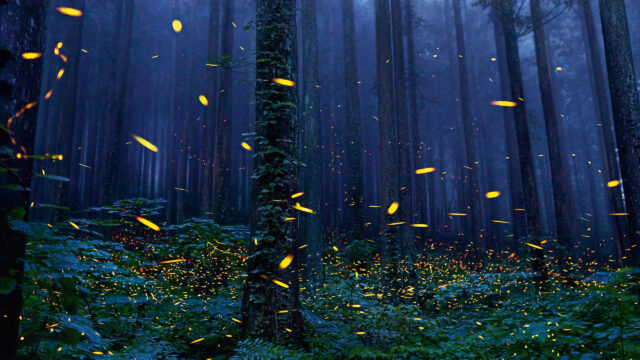 Magical Fireflies Glowing in a Dark Enchanted Forest Desktop Wallpaper