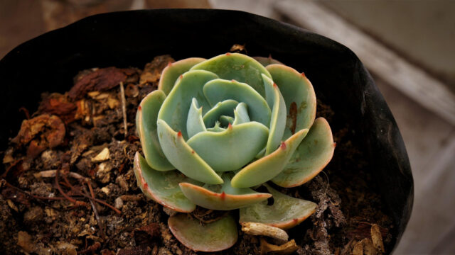 Macro Photography of a Beautiful Echeveria Succulent Plant PC Wallpaper