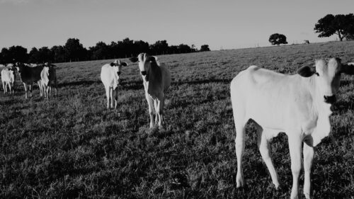 Beautiful Herd of Cows Grazing in a Pastoral Meadow Desktop Wallpaper