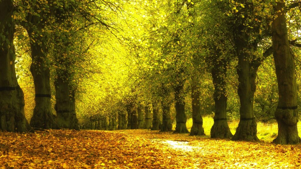 Golden Autumn Forest Alley with Glowing Sunlight PC Wallpaper