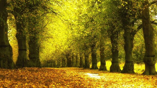 Golden Autumn Forest Alley with Glowing Sunlight PC Wallpaper