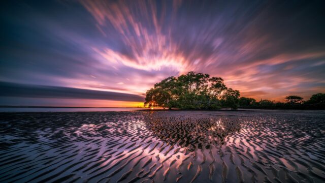Stunning Purple Sunset Over Tidal Beach and Lone Tree 4K Wallpaper