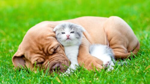 Cute Puppy and Kitten Sleeping Together on Grass Desktop Wallpaper