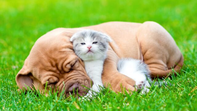 Cute Puppy and Kitten Sleeping Together on Grass Desktop Wallpaper