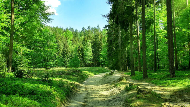 Lush Green Forest Path Under Bright Sunny Sky Desktop Wallpaper