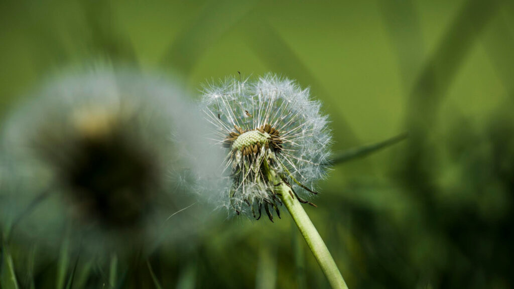 Macro Shot of Fluffy Dandelion Seeds in Spring Meadow PC Wallpaper