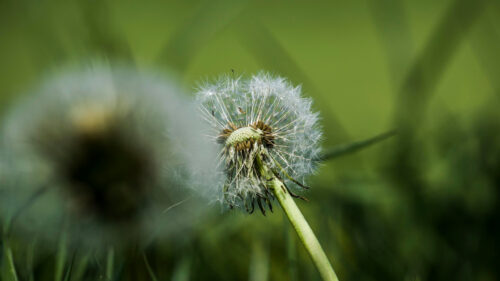 Macro Shot of Fluffy Dandelion Seeds in Spring Meadow PC Wallpaper