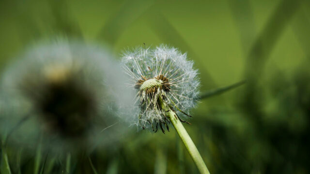 Macro Shot of Fluffy Dandelion Seeds in Spring Meadow PC Wallpaper