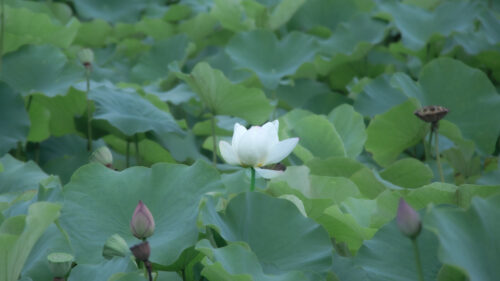 Serene White Lotus Flower Amidst Lush Green Lily Pads PC Wallpaper