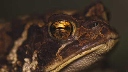 Macro Photography of a Toad Eye with Golden Reflections Desktop Wallpaper