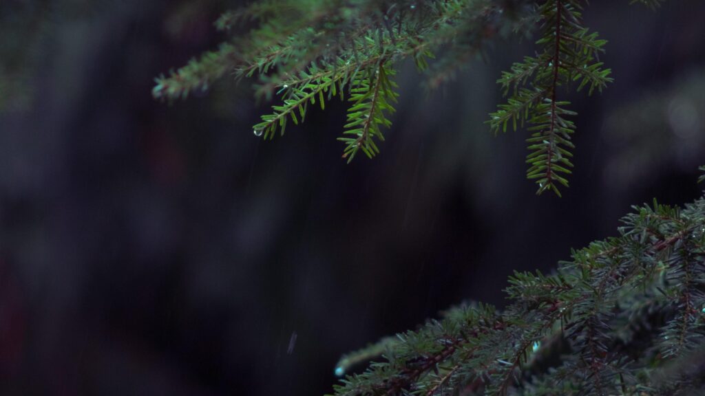 Moody Raindrops on Pine Branches Dark Forest PC Wallpaper