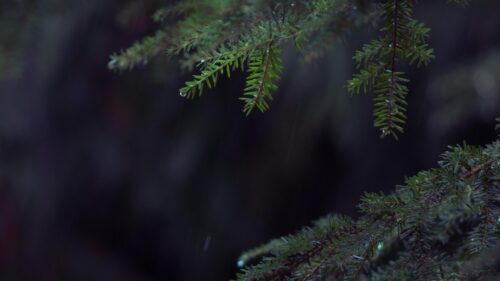 Moody Raindrops on Pine Branches Dark Forest PC Wallpaper