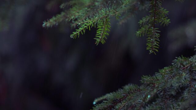 Moody Raindrops on Pine Branches Dark Forest PC Wallpaper