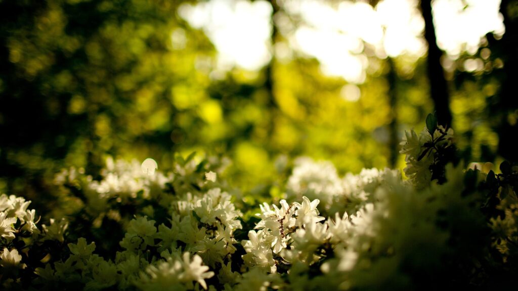 Beautiful White Blossoms in Golden Sunlight Desktop Wallpaper