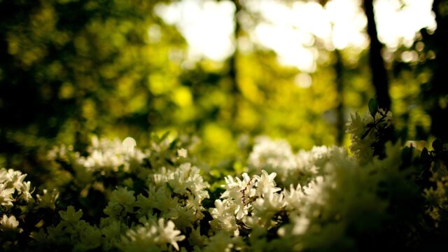 Beautiful White Blossoms in Golden Sunlight Desktop Wallpaper