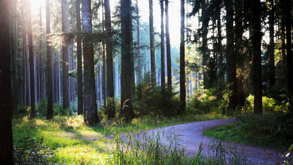 Sunlight Filtering Through Tall Pine Trees Forest Path 4K PC Wallpaper