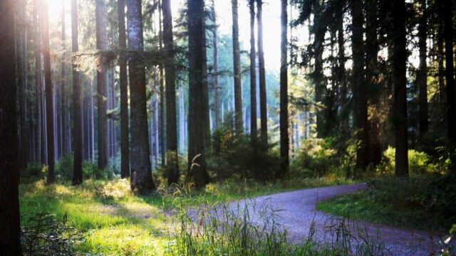 Sunlight Filtering Through Tall Pine Trees Forest Path 4K PC Wallpaper