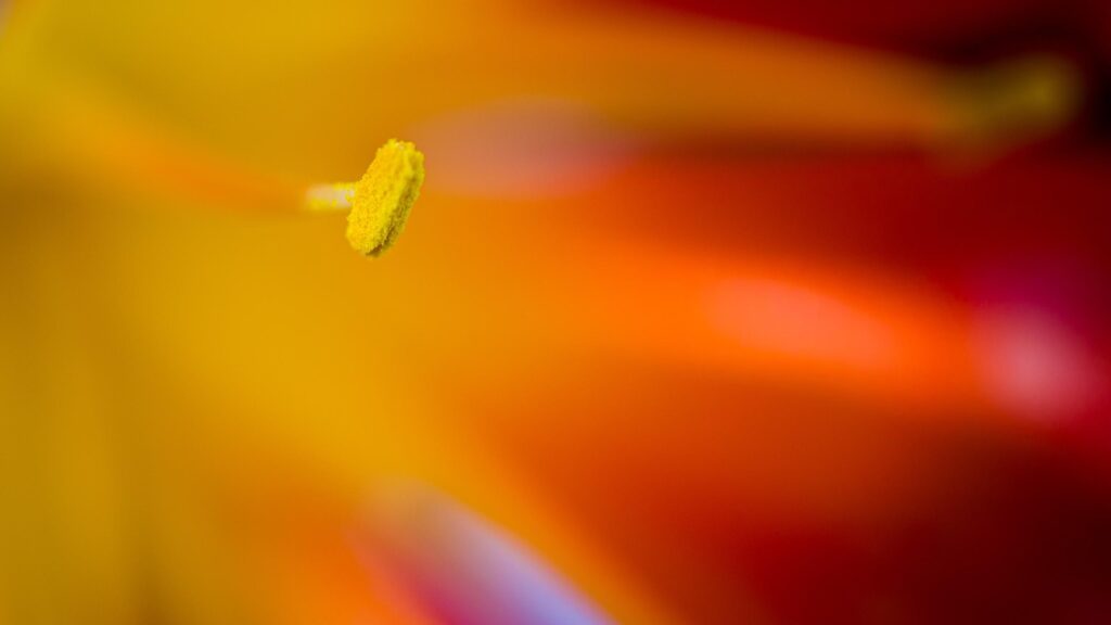 Macro Floral Abstract with Vibrant Yellow Pollen and Red Petals PC Wallpaper