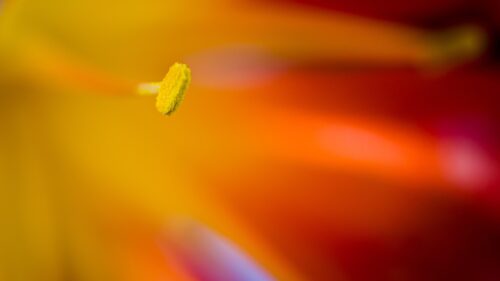 Macro Floral Abstract with Vibrant Yellow Pollen and Red Petals PC Wallpaper